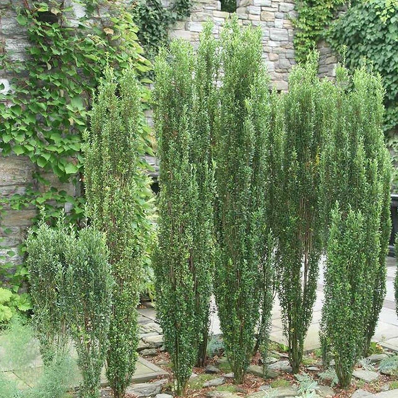 Sky Pencil Japanese Holly - 2 Live Gallon Size Plants - Ilex Crenata - Low Maintenance Formal Evergreen Hedge