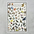 thumbnail image 2 of Connecticut's Backyard Birds Poster - Connecticut Bird Chart Highlighting Birds At Your Bird Feeder, 2 of 5