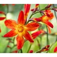 thumbnail image 2 of Expert Gardener 2.5QT Crocosmia Full Sun Perennial Flower Plant, 2 of 5