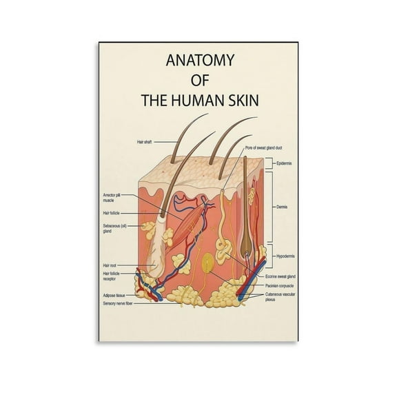 Human Skin Anatomy Poster Skin Esthetician Medical Knowledgestyle