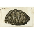 thumbnail image 2 of Carapace Of The Geometric Tortoise Psammobates Geometricus Poster Print By ?? Florilegius Mary Evans, 2 of 4