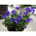 thumbnail image 1 of 50 BROWALLIA (Amethyst Flower / Bush Violet) Browallia Americana Flower Seeds, 1 of 5