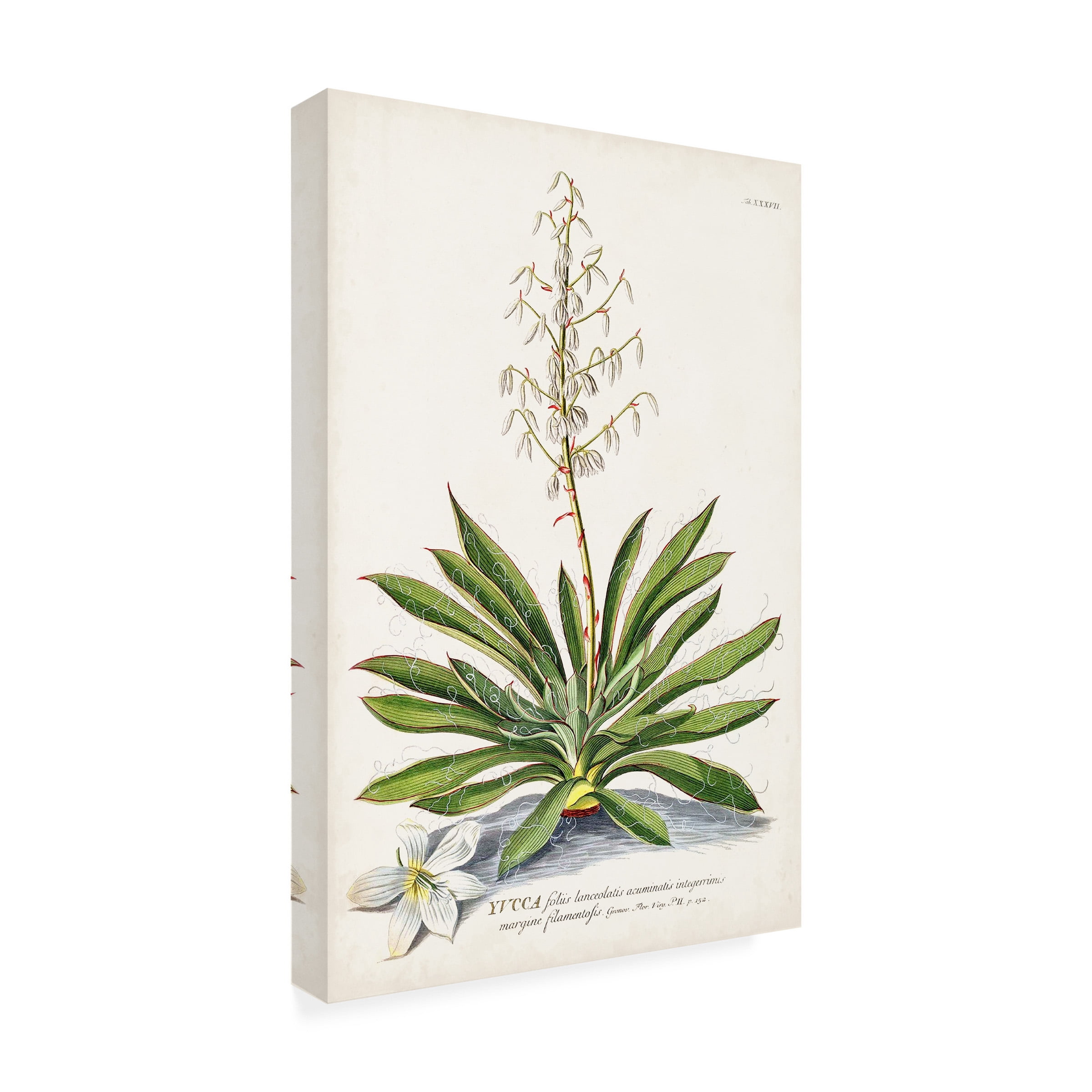 Unknown 'Alluring Botanical III' Canvas Art