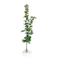 thumbnail image 1 of Rose Of Sharon Hibiscus Organic Live Plant w/ Roots Transplant Starter Bush HIBISCUS-6" Tall 3PK, 1 of 9