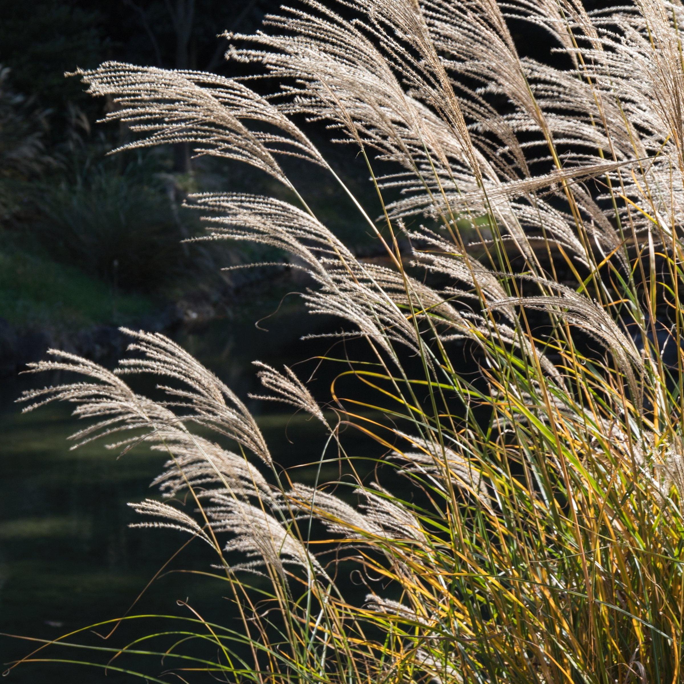 1 gal. Adagio Live Ornamental Grass