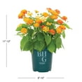thumbnail image 3 of Better Homes & Gardens 1.5PT Multicolor Lantana Live Annual Pollinator Plant Sun, 3 of 6