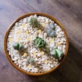 thumbnail image 4 of CIMAXIC 100pcs Alloy Melon Seeds Statues Ornament For Feng Shui Enthusiasts, 4 of 6