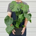 thumbnail image 6 of House Plant Dropship 4-MONSTERA-DELICIOSA-BARE.ROOT 4 in. Philodendron Monstera Split-Leaf Pot, 6 of 10