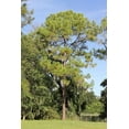 thumbnail image 3 of Slash Pine Tree  40 Live Plants  Pinus Elliottii  Fast Growing Stately Shade Tree, 3 of 8