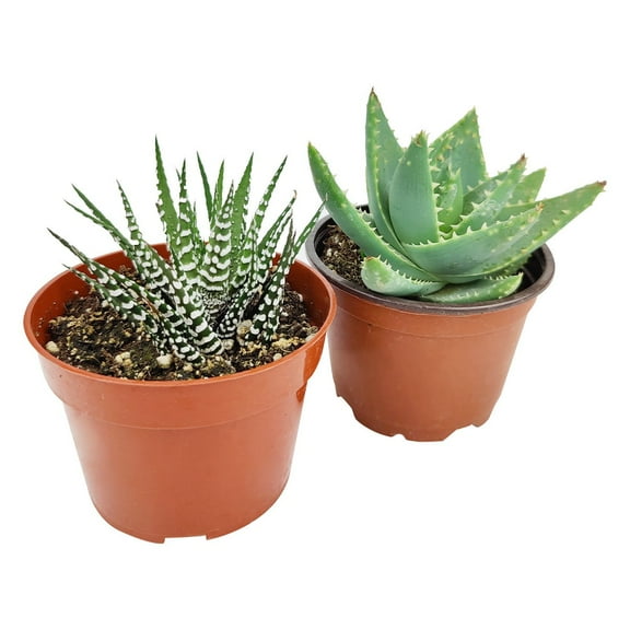 Haworthia/ Aloe/ Agave/ Gasteria Succulent 4" Pack, Beautiful Rosette Succulents - 2 Succulents