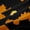 Black Orange, variant on Feelyou Cute Dinosaur Black Out Curtains, Animal Curtains Pack of 2 (42x63 Each)