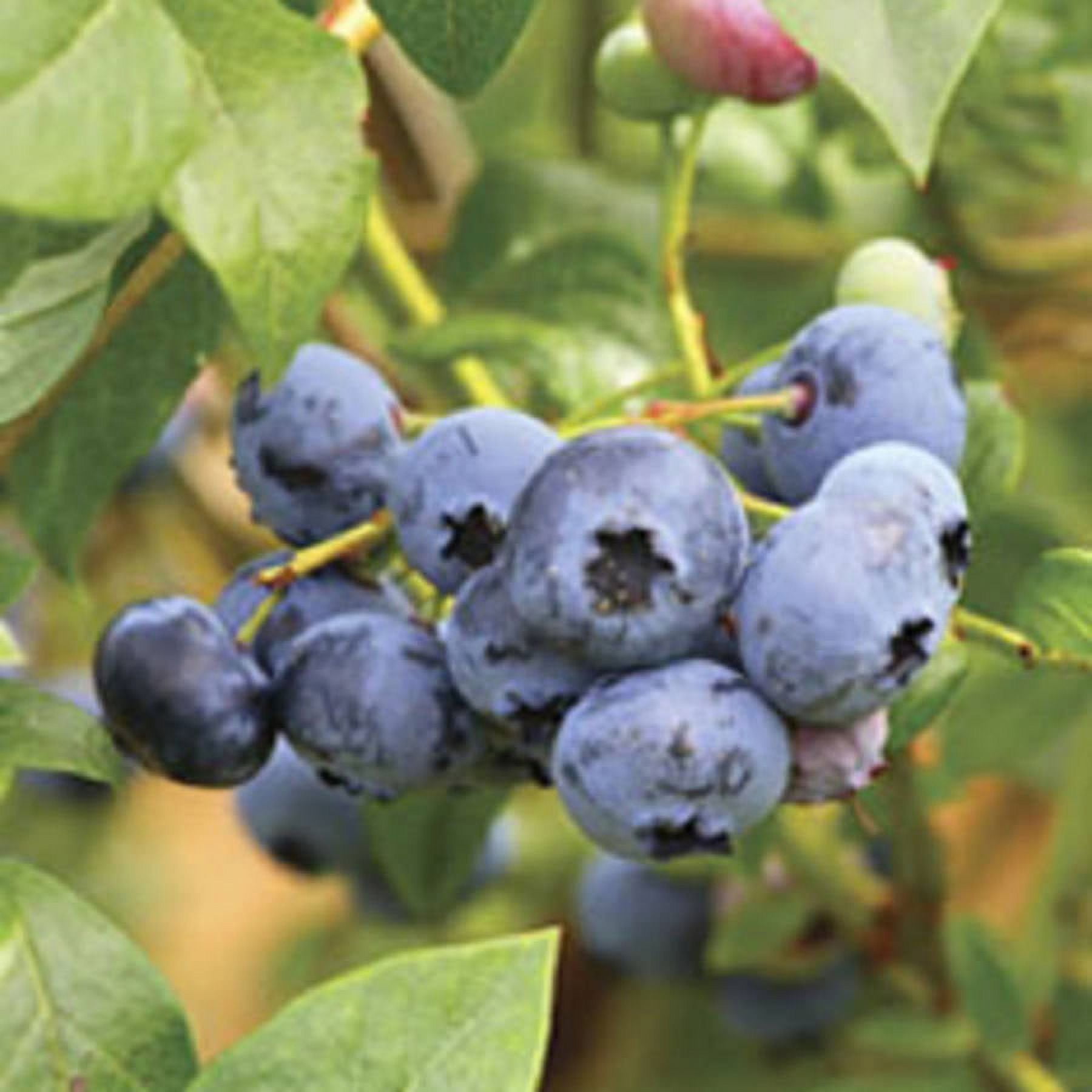 Expert Gardener Woodard Rabbiteye Blueberry Bush (2.5 Gallon) Fruit-Bearing Deciduous Shrub - Live Outdoor Plant