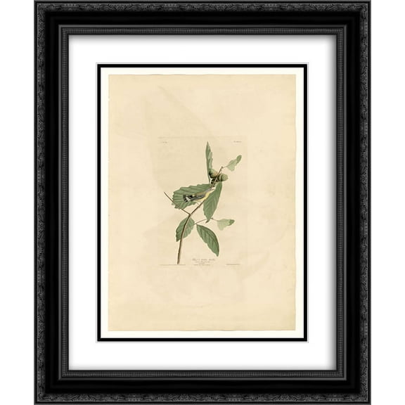 John James Audubon 2x Matted 20x24 Black Ornate Framed Art Print 'Plate 50. Black & Yellow Warbler'