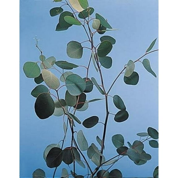 Eucalyptus Silver Dollar Annual Seeds