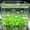 💖Green_New#405, variant on Glow in the Dark Aquarium Pebbles, 50 Pieces Fluorescent Stones and Shells, Luminous Fish Tank Decor for Aquascaping