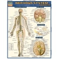 thumbnail image 2 of Nervous System Advanced (Other), 2 of 2