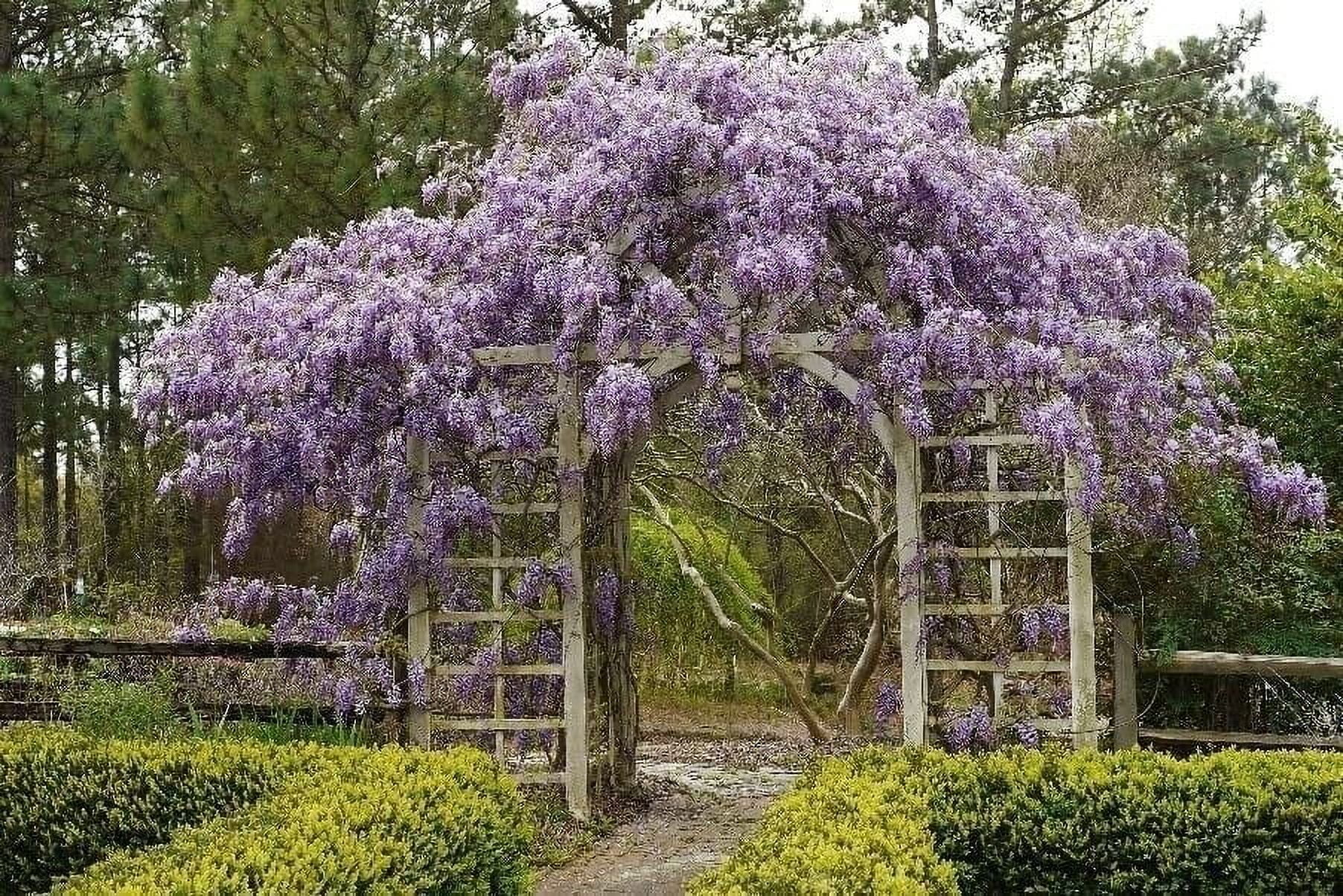 Amethyst Falls Wisteria Frutescens Vine  3 Live Plants  Beautiful Drought Tolerant Fragrant Purple Flowering Vine