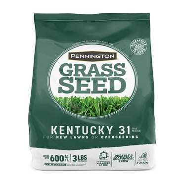 Pennington Kentucky 31 Tall Fescue Penkoted Grass Seed 3 lb, GreenS301