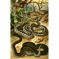 thumbnail image 2 of Bruno Dürigen 13x18 Gold Ornate Wood Frame and Double Matted Museum Art Print Titled - Viper Brush (1897), 2 of 4