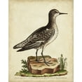 thumbnail image 2 of Edwards, George 26x32 White Modern Wood Framed Museum Art Print Titled - Antique Bird Menagerie V, 2 of 4