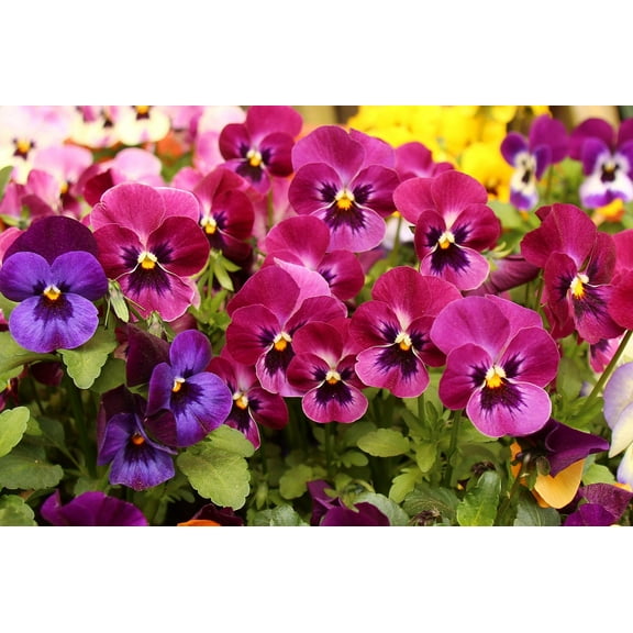 50 * Seeds RASPBERRY BLOTCH PANSY Swiss Giant Viola Wittrockiana Pink Flower Seeds