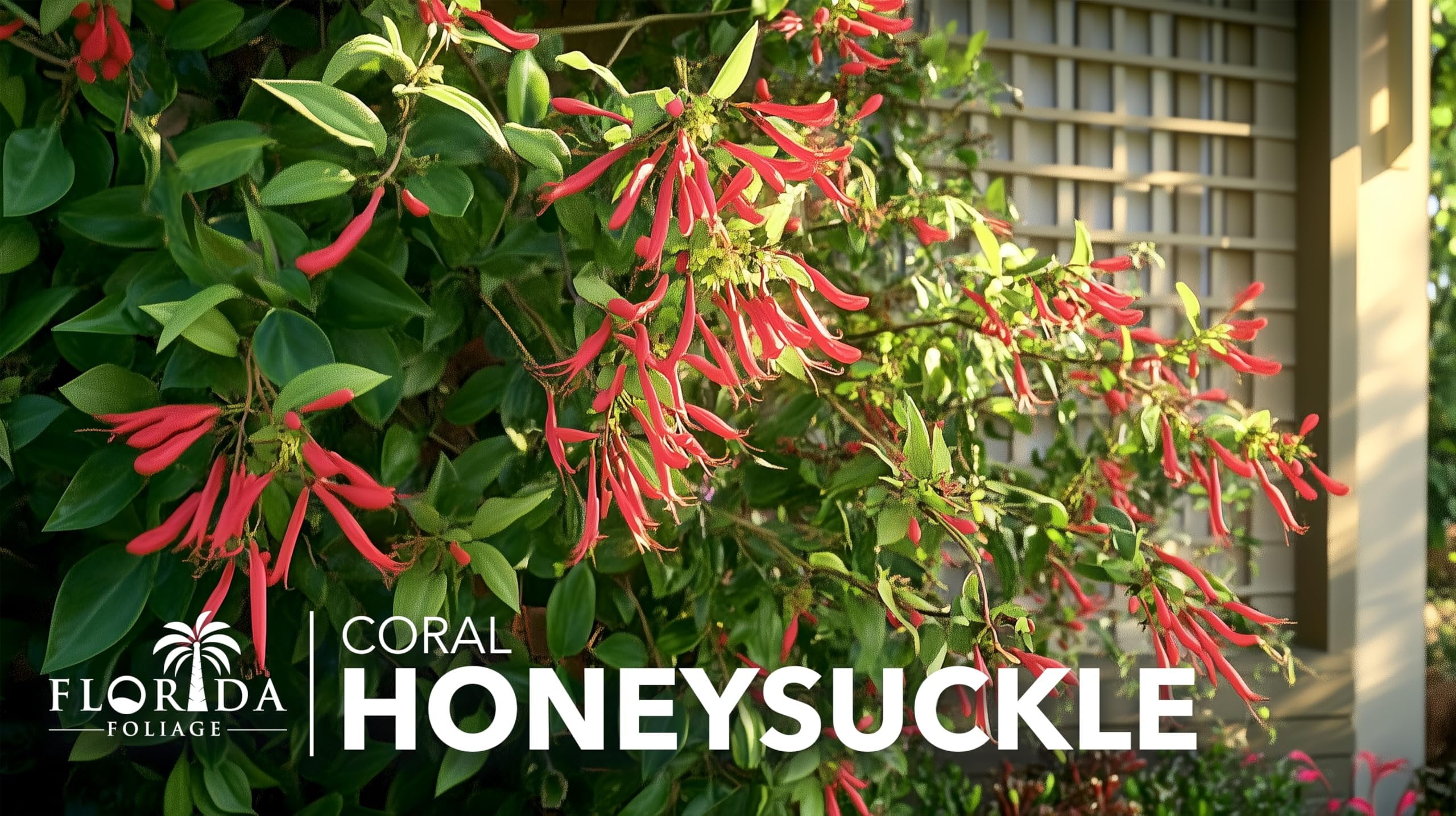 Coral Honeysuckle  3 Live Plants  Lonicera Sempervirens  Hummingbird & Butterfly Attracting Vine Flower