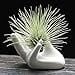 thumbnail image 3 of Dahey Air Plant Holder Cute Ceramic Mini Hand Shape Stand Airplants Tillandsia Small Container Pot Plant Decorative Home Decor for Desk Table Shelf,White,1 Pack, 3 of 4