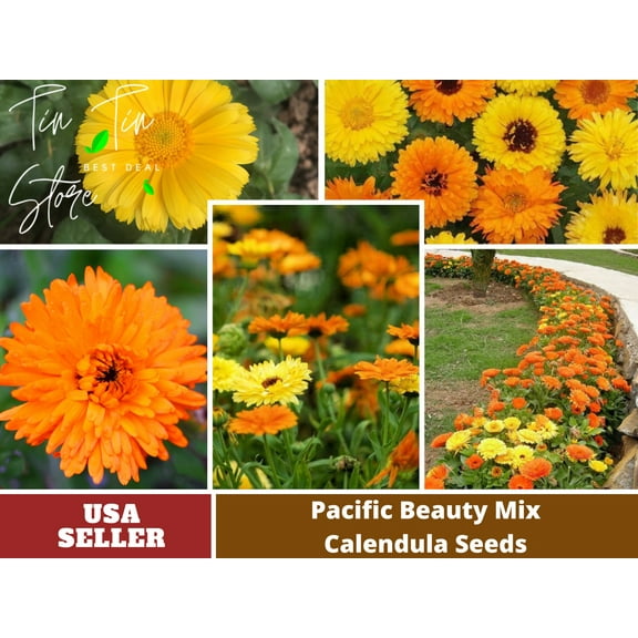 50  Seeds| Pacific Beauty Mix Calendula Flower Seeds [BUY 3 GET 1 FREE] #H003