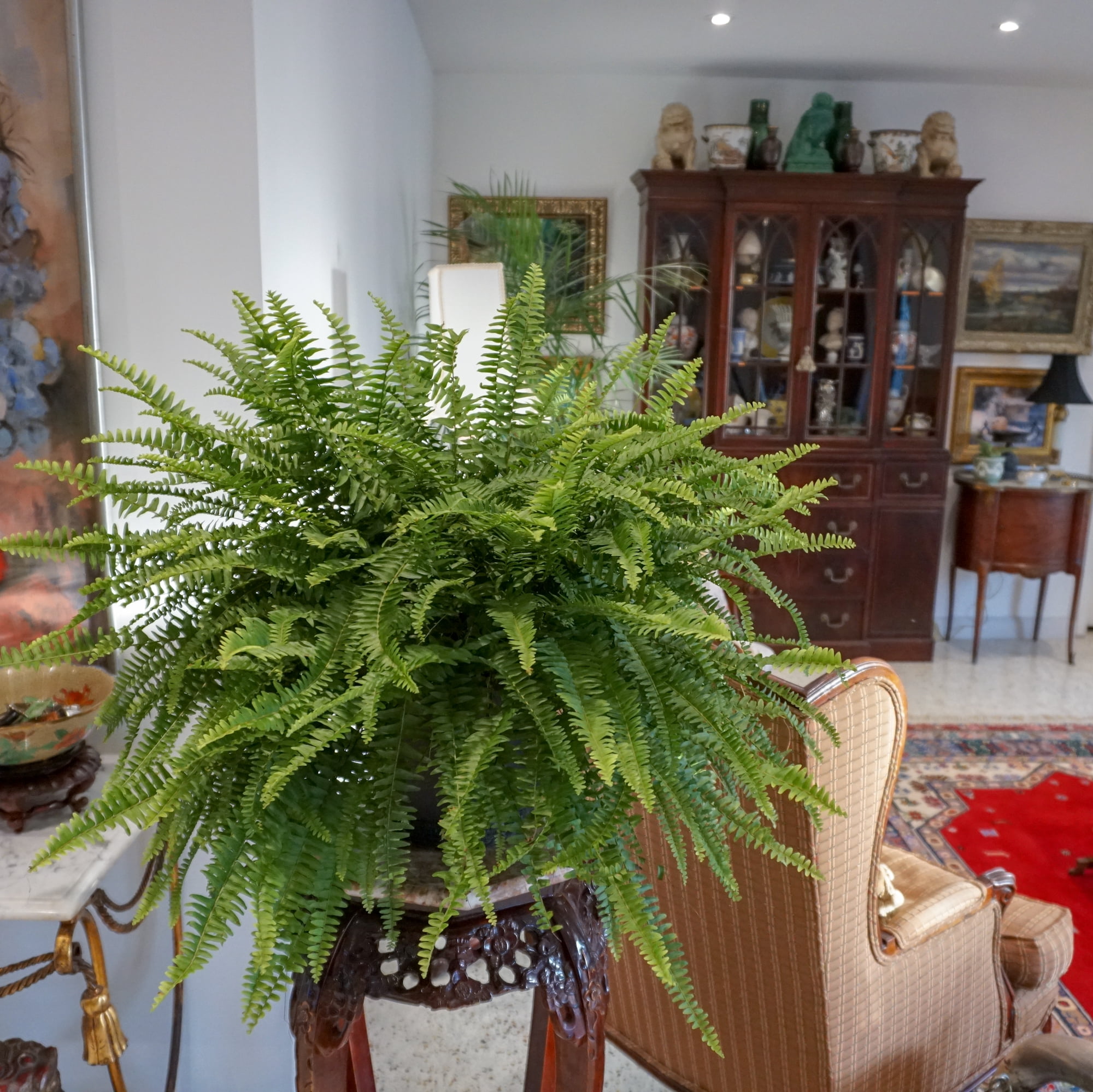 Live Boston Fern Tropical Plant 20-24 in Wide in 10in Hanging Basket by United Nursery