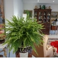 thumbnail image 4 of United Nursery Live Boston Fern, Sword Fern, in 10 inch Hanging Basket, Requires Indirect Light, 4 of 12