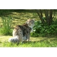 thumbnail image 2 of Cat Maine Coon Walk Wall Mural by Wallmonkeys Peel and Stick Graphic (24 in W x 16 in H) WM49604, 2 of 4
