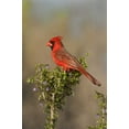 thumbnail image 2 of Welling, Dave 11x14 Gold Ornate Wood Framed with Double Matting Museum Art Print Titled - Texas Male northern cardinal atop tree limb, 2 of 4