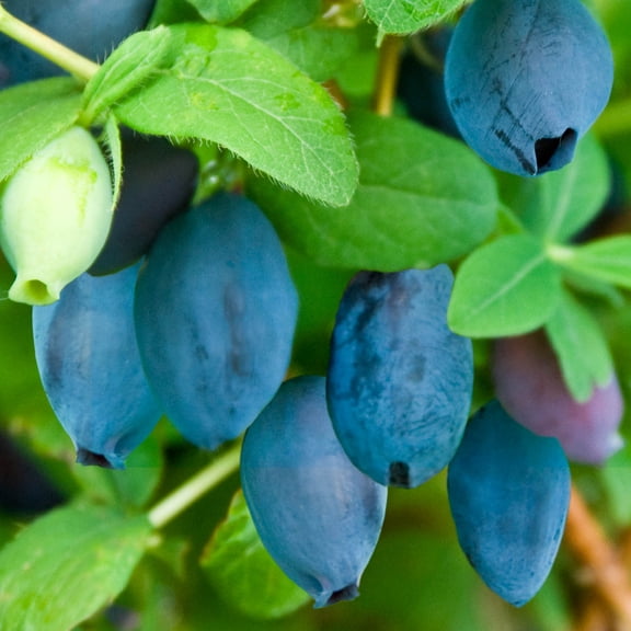 Maxine's Opus Honeyberry Bush Deciduous Fruit Bearing Plant, in a 1 gallon pot