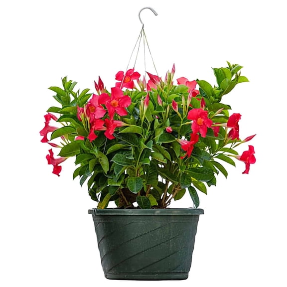 Tropical Plants of Florida 12" Coral Dipladenia Hanging Basket Overall Size 14" Wide by 16" Tall; Full Sunlight