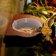 thumbnail image 4 of Cuenco De Plástico Duradero Para Reptiles, Alimentador De Mascotas, Plato De Comida, Tipo De Suspensión Para Camaleón Lagarto Marrón, Herramientas De Cría De Reptiles,, 4 of 7