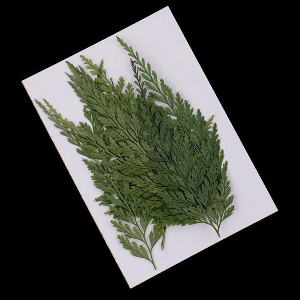 12 Stck Natrliche Presse Farne Bltter Gepresst Echte Getrocknete Blumen  - Walmart.ca