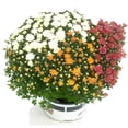 thumbnail image 3 of (2 pack) Better Homes & Gardens 1.5G Garden Mum Live Plant in Grower Pot, Full Sun, 3 of 9