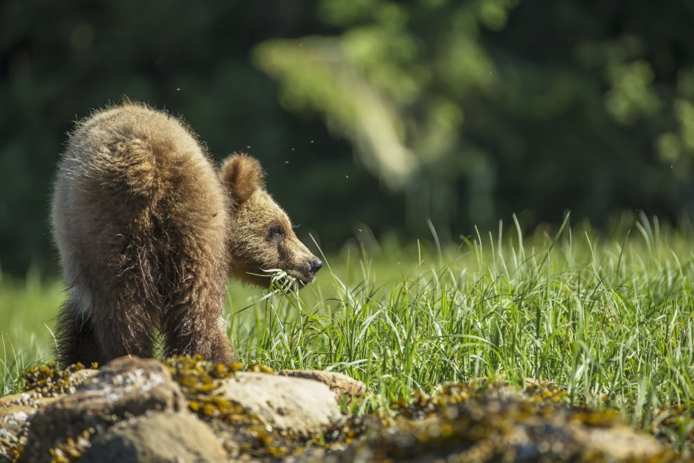 Young Grizzly Bear