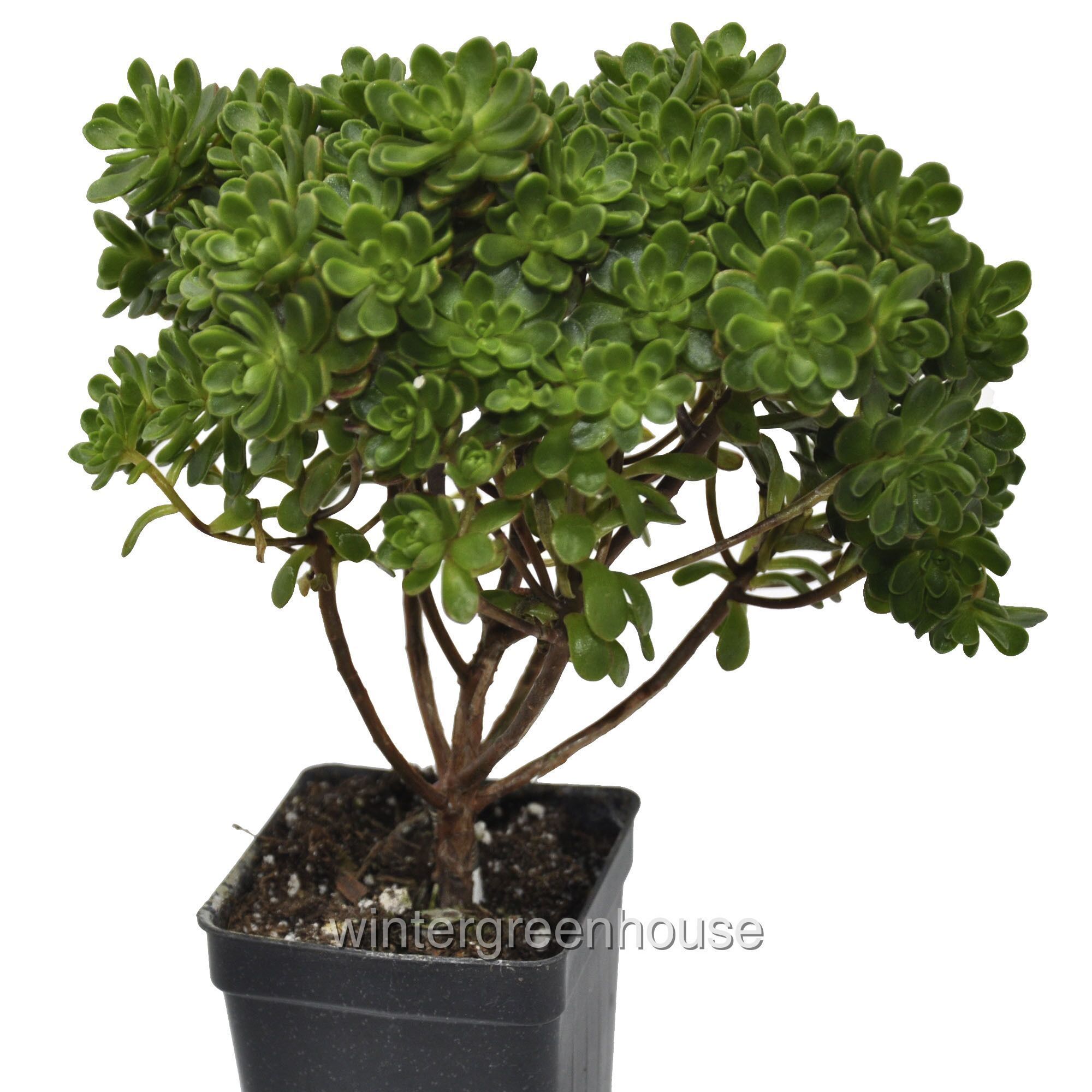 Aeonium Lindleyi Var. Viscatum, Irish Bouquet, Saucer Plant - Pot Size: 3" (2.6x3.5") - Plants, Succulents - image 1 of 6
