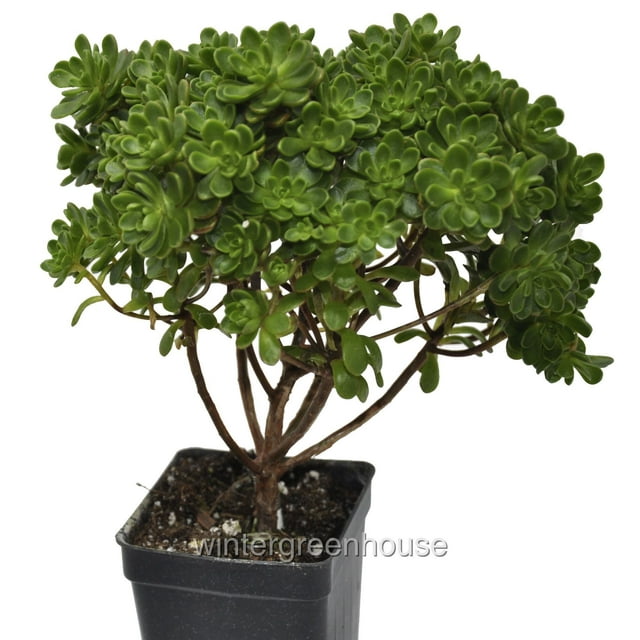 Aeonium Lindleyi Var. Viscatum, Irish Bouquet, Saucer Plant - Pot Size: 3" (2.6x3.5") - Plants, Succulents