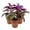 3 Plants, variant on Purple Passion Plant - Royal Velvet Plant - Live Starter Plant in a 2 Inch Pot - Gynura Aurantica - Rare Indoor Houseplant
