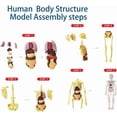 thumbnail image 4 of Clear Human Body Structure Model -29-Piece Set,Anatomy Figure,Removable Organs Bones & Transparent, DIY Assembled Human Torso Organ Model, 4 of 9