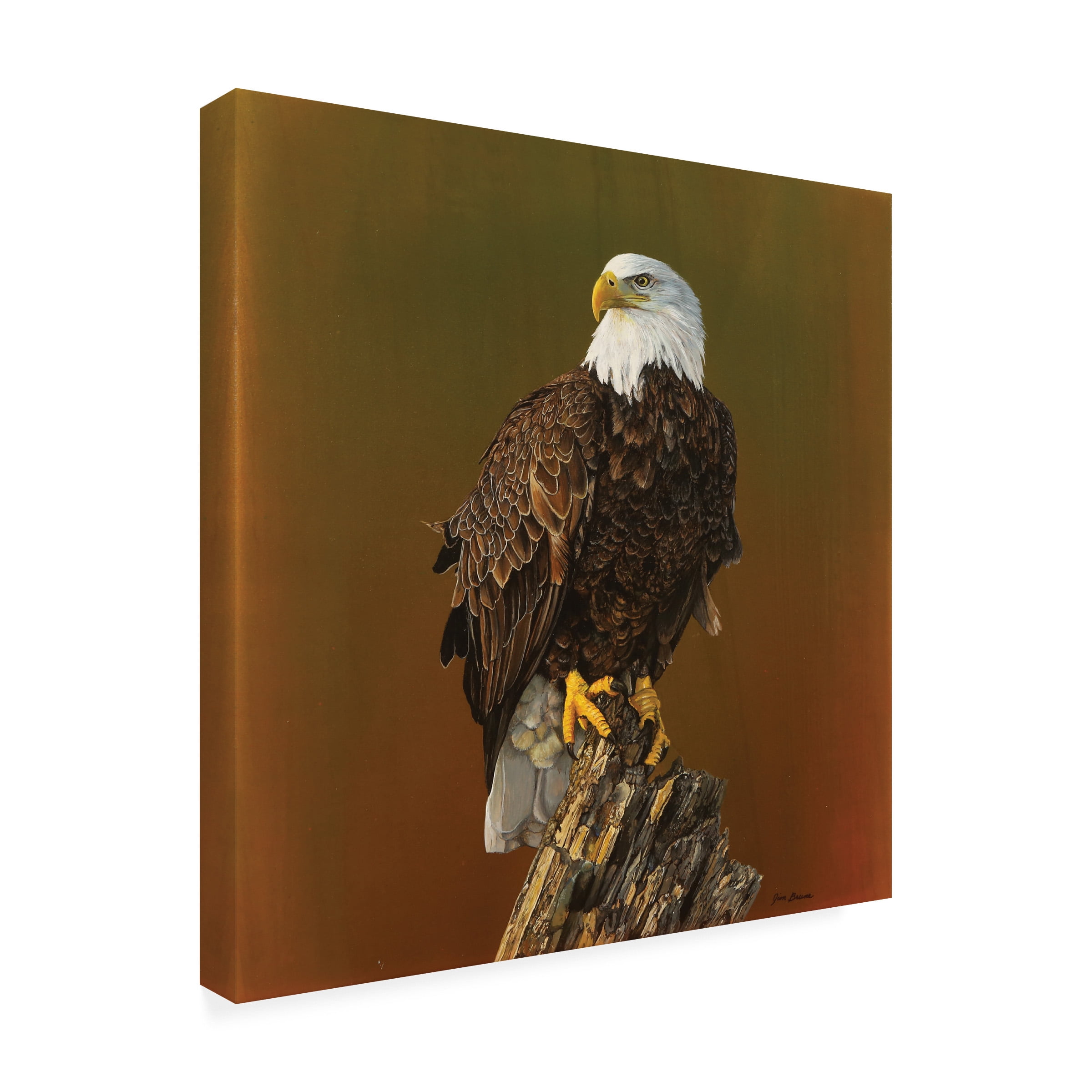 Canvas Wall Art - Jim Brune 'Proud Bald Eagle' Wall Art for Living Room, Bedroom, or Office DÃ©cor by Trademark Fine Art - 35 x 35 Inches