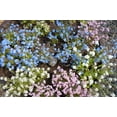 thumbnail image 4 of 100 Mixed FORGET ME NOT Pink Blue White Mix Myosotis Alpestris Flower Seeds *Flat Shipping, 4 of 10