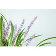 thumbnail image 3 of 1 Gal. Variegated Liriope - Monkey Grass - Ornamental Statement, 3 of 5