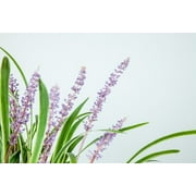 1 Gal. Variegated Liriope - Monkey Grass - Ornamental Statement
