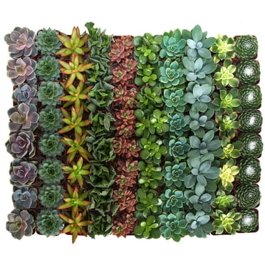 2 Inch Assorted Succulent Collection (256 Pack)