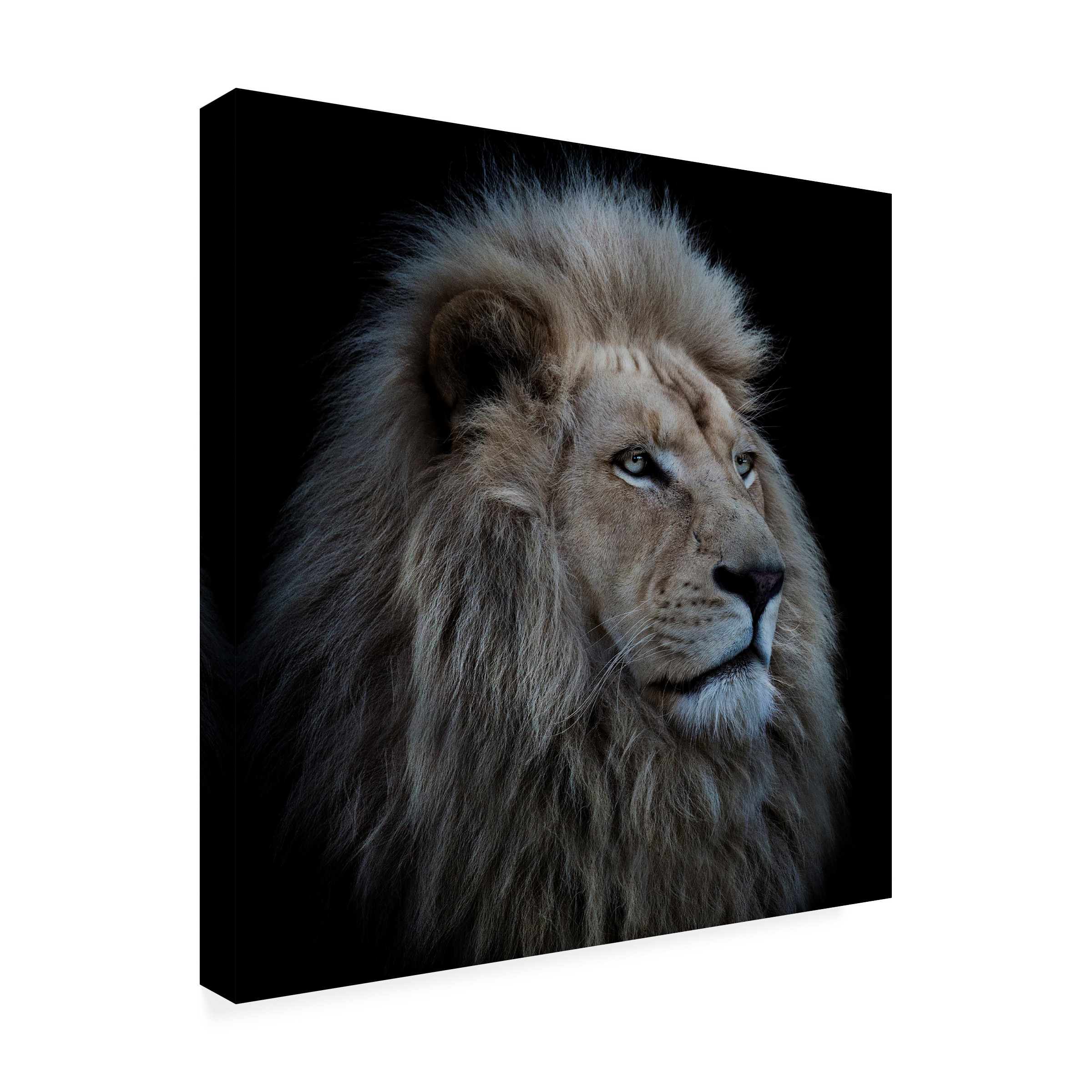 Louise Wolbers 'Proud Lion' Canvas Art