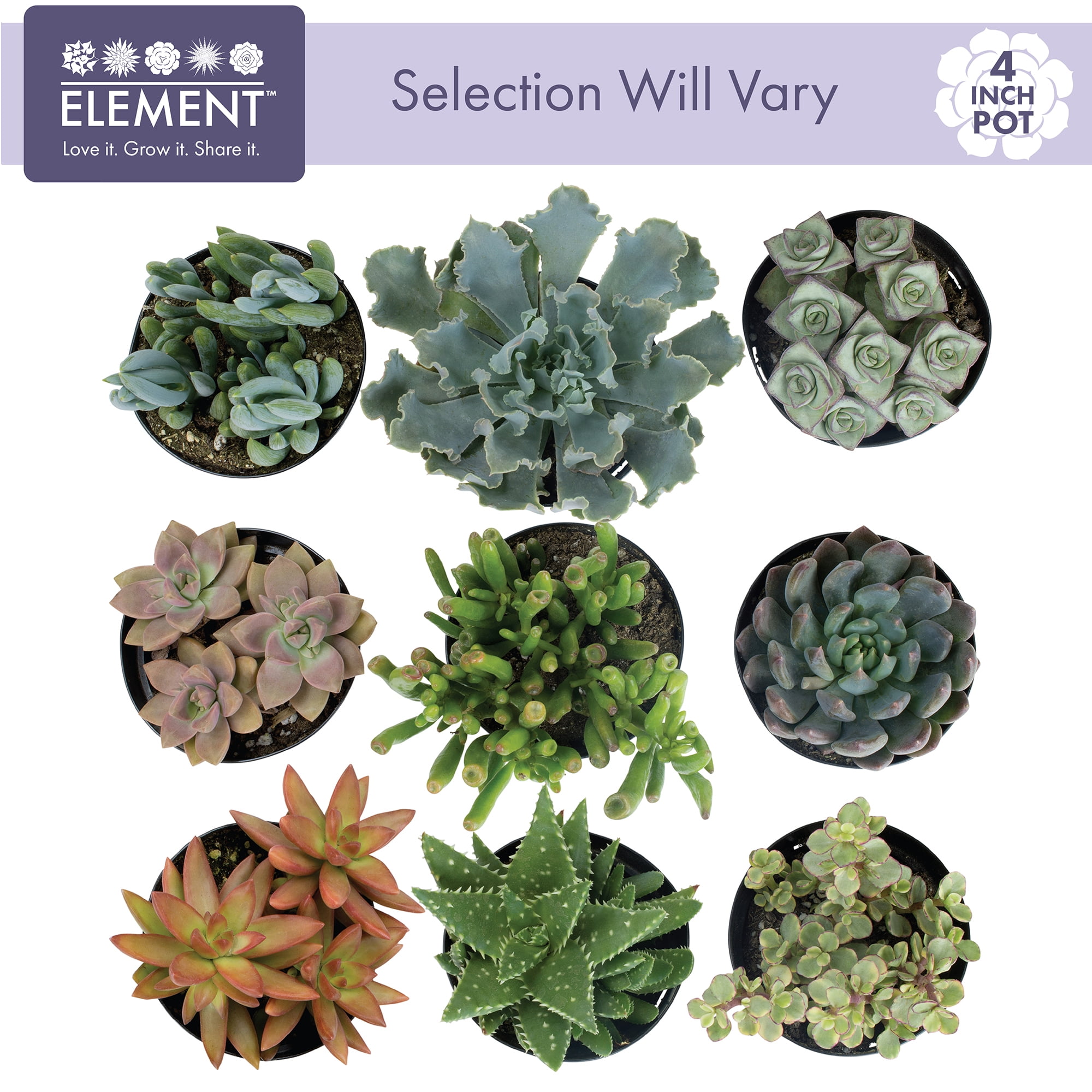 Element Live Plant Succulent Assorted Varieties and Colors in 4in Pot