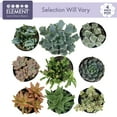 thumbnail image 6 of Element Grower's Choice Succulent Live Plant in 4" Grower Pot, 6 of 12